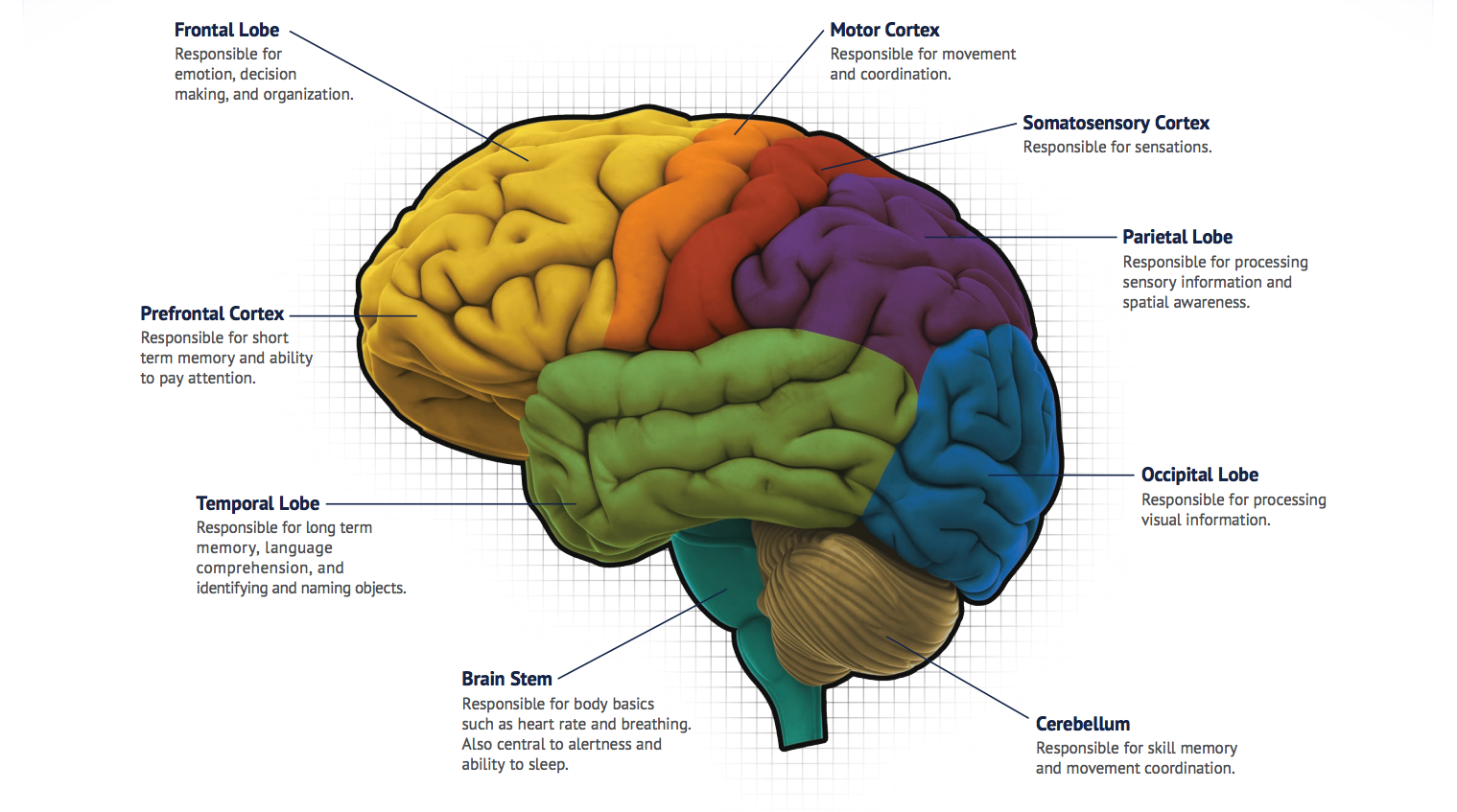 Brain mapping