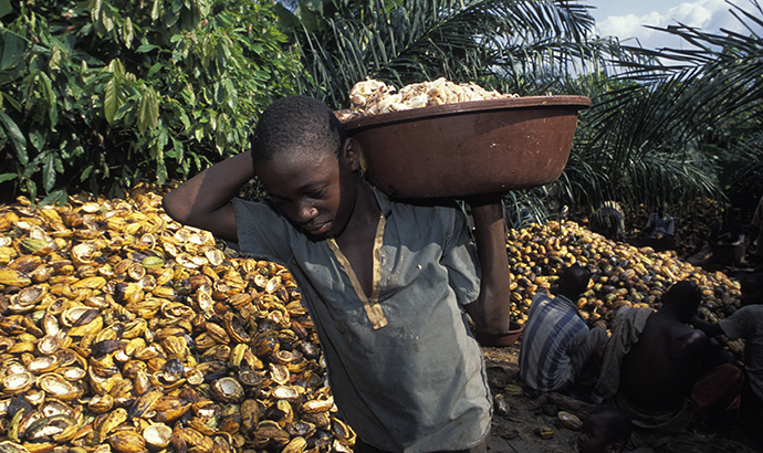 Cocoa’s child laborers
