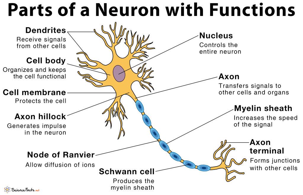Neuron structure