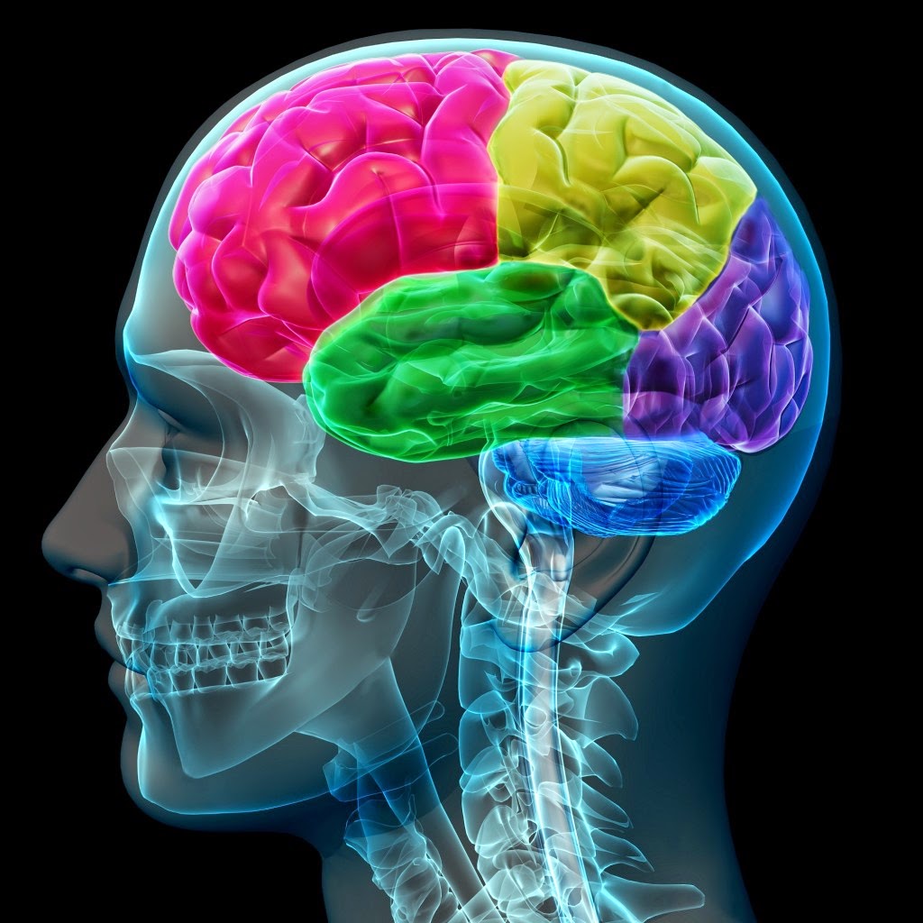 No image for topic: What is the brain and how do you use it?