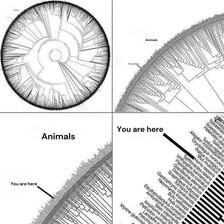 No image for topic: Theory of evolution