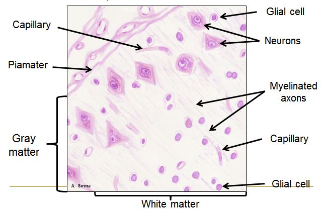 Glial cells