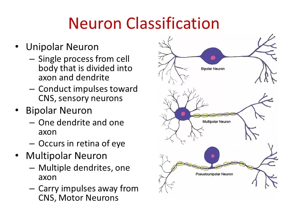 neuron_classification.webp